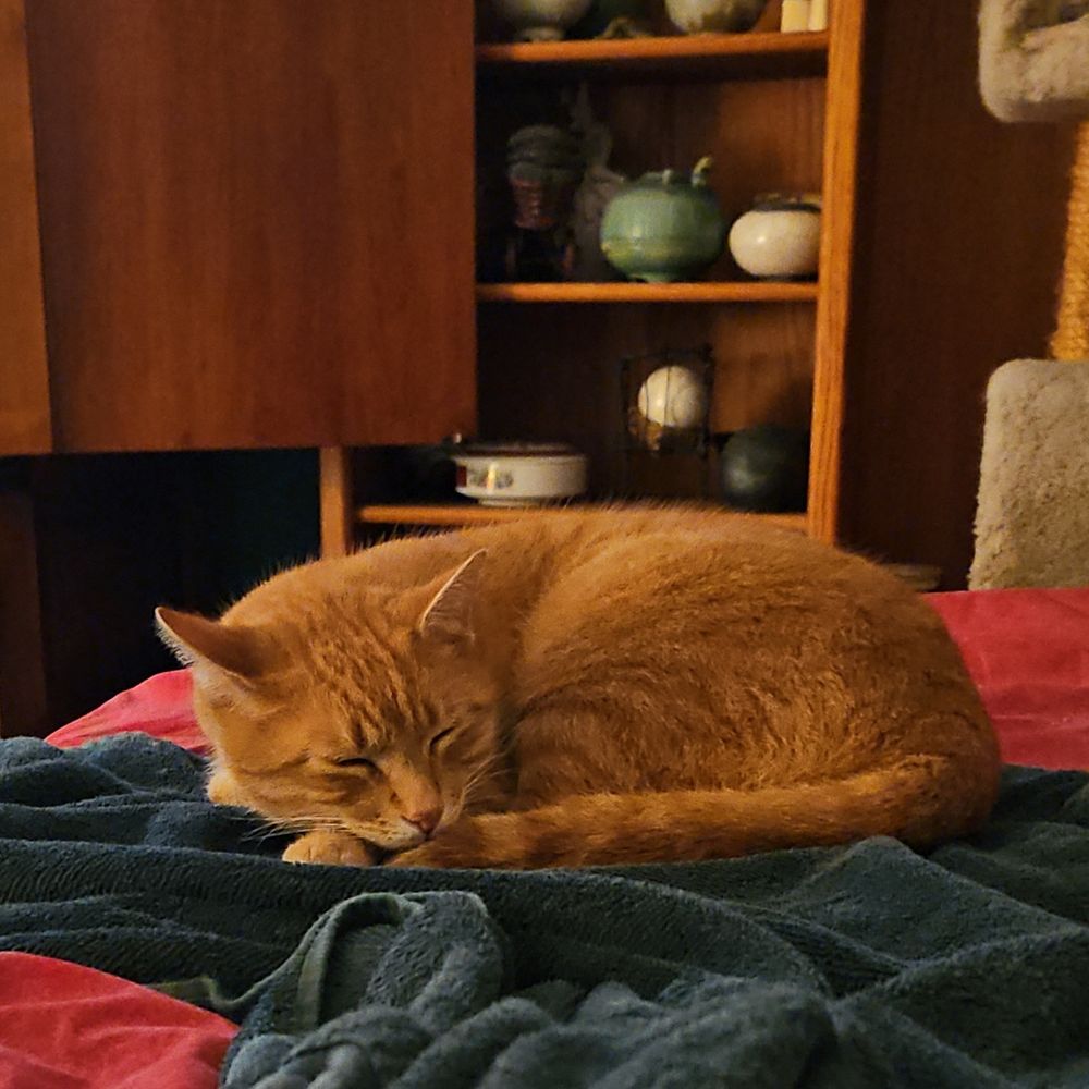 Orange cat curled up sleeping