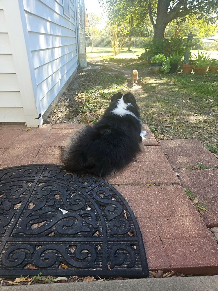 Dog sitting, facing away from the camera with an orange cat approaching