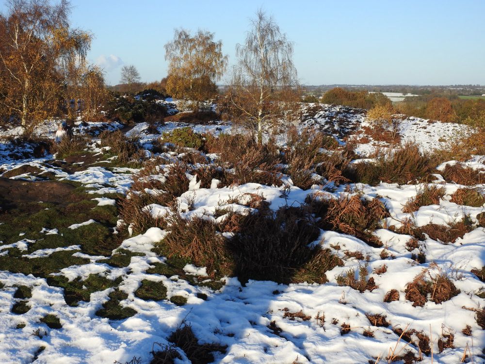 The open heathland showing clumps of Heather and encroaching birch trees