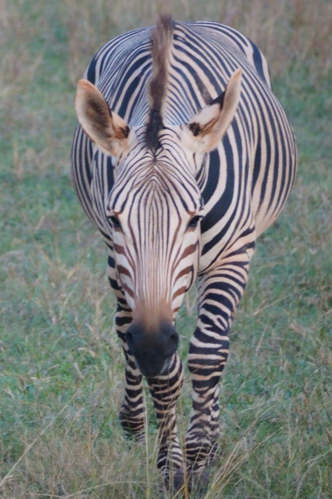 Photo of a Zebra. The black and white striped animal resembles a horse. The photo is head-on, the animal looking in the direction of the camera, walking toward the camera in a grass field