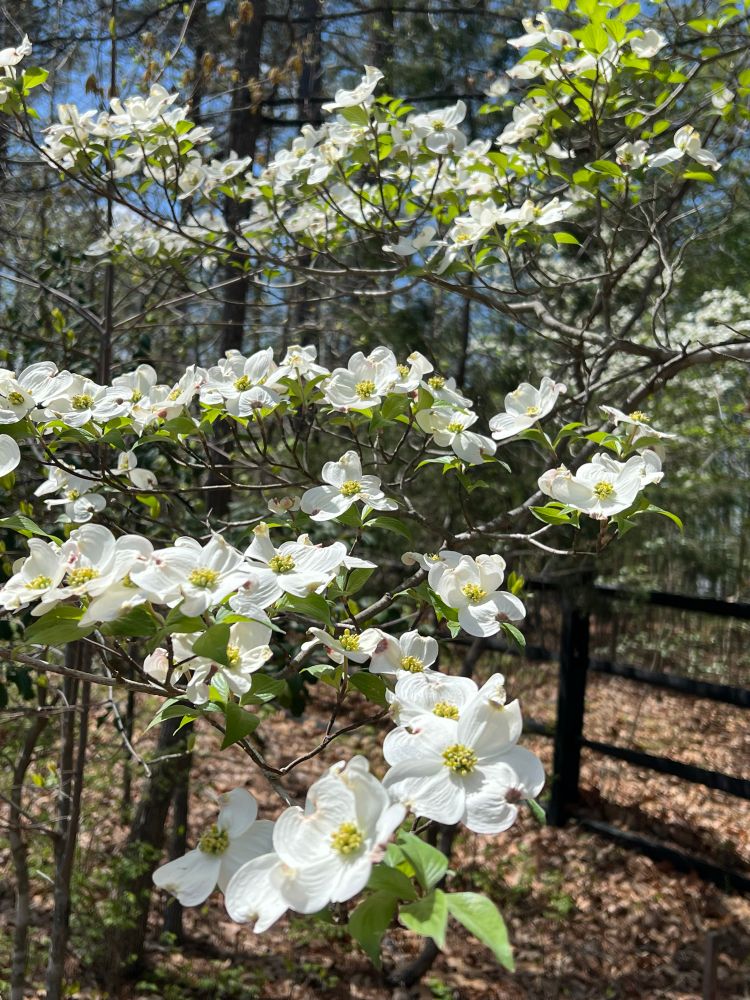 Flowers of the Dogwood Tree