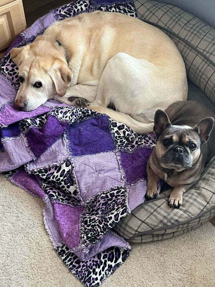 Yellow Lab and Frenchy looking up expectantly, while laying on a dog bed with a purple quilted blanket.