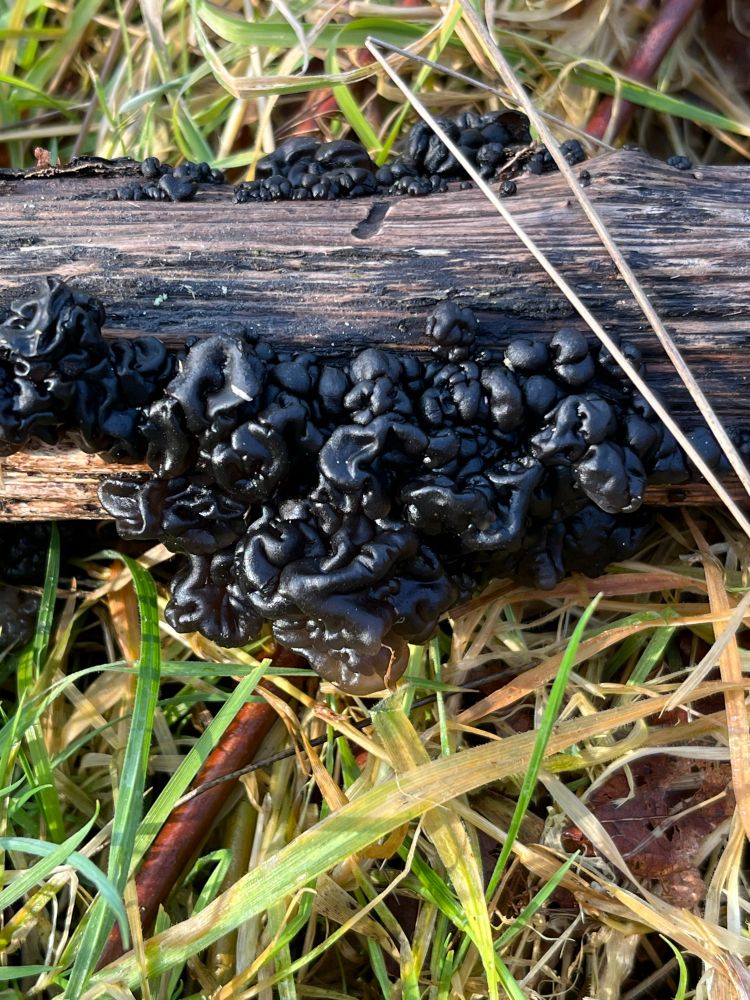 Warlock’s Butter (Exidia plana)