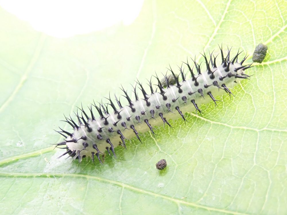 Periclista pubescens