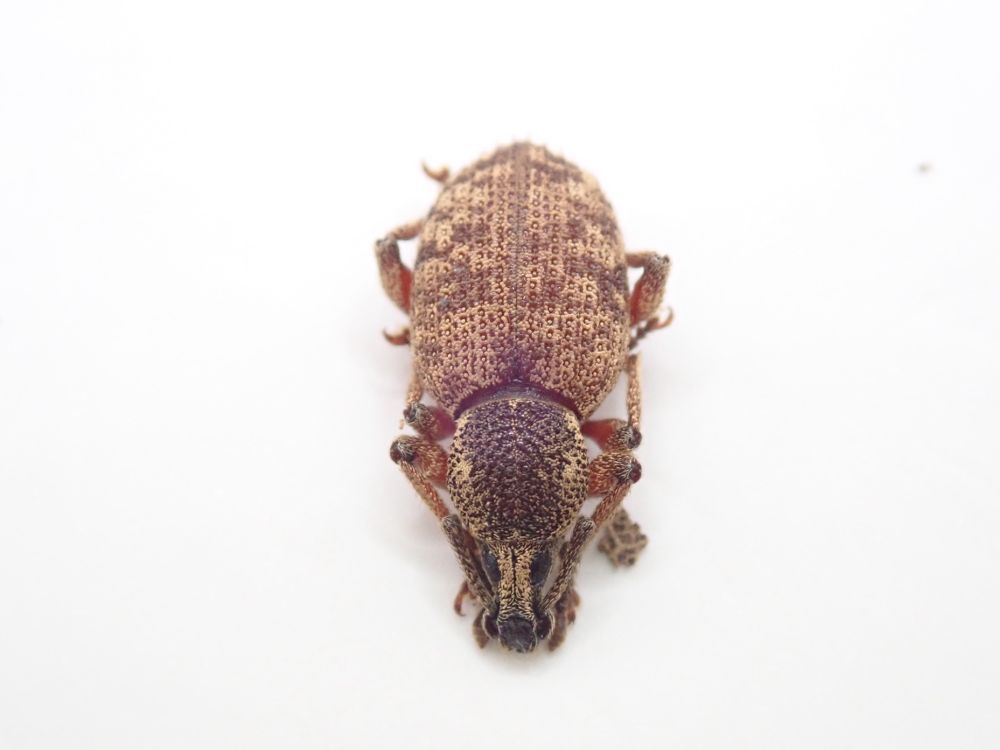 Otiorhynchus singularis - a large and well marked weevil.