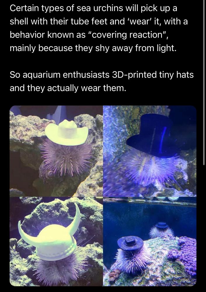 Certain types of sea urchins will pick up a shell with their tube feet and ‘wear’ it, with a behavior known as “covering reaction”, mainly because they shy away from light.

So aquarium enthusiasts 3D-printed tiny hats and they actually wear them.