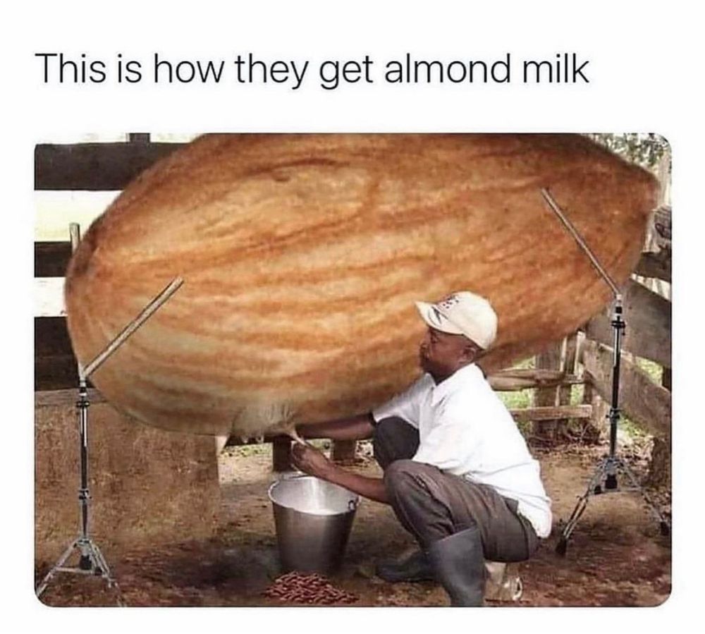 this is how they get almond milk

shows farmer squatting down under a cow-sized almond propped up by metal rods at both ends because it has no biological legs apparently yet the farmer pulls on its very biological udders with his bare hands over a bucket