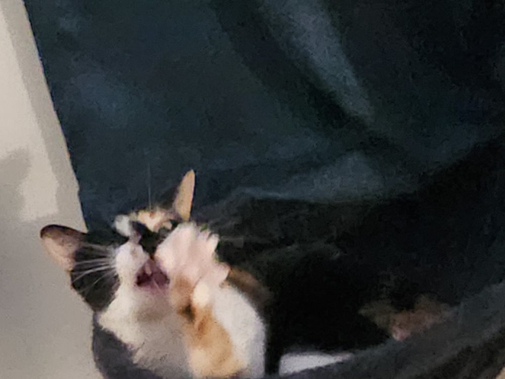 Calico stretching it's arm out from a basket