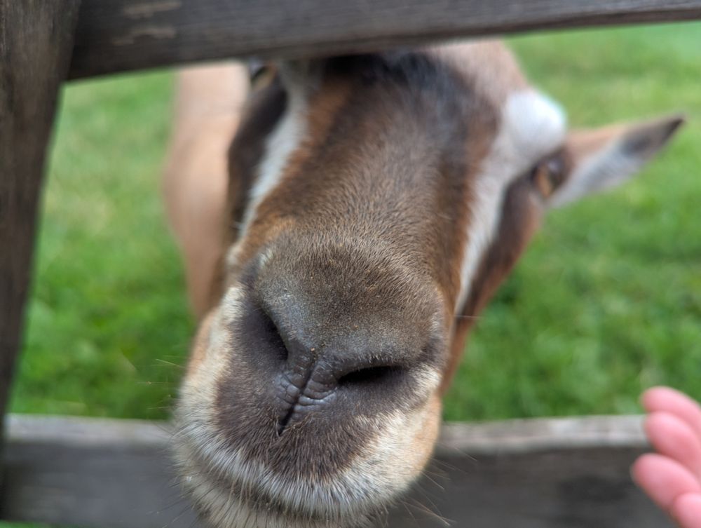 Close-up of a goat's nose