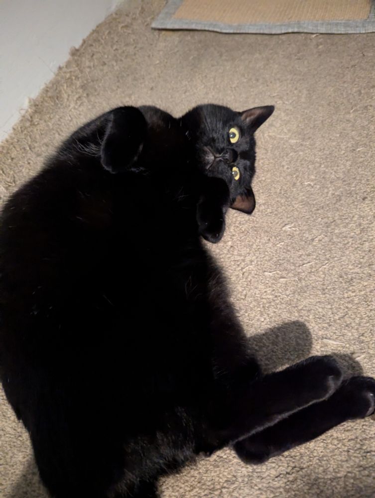Bagheera the cat in a silly pose