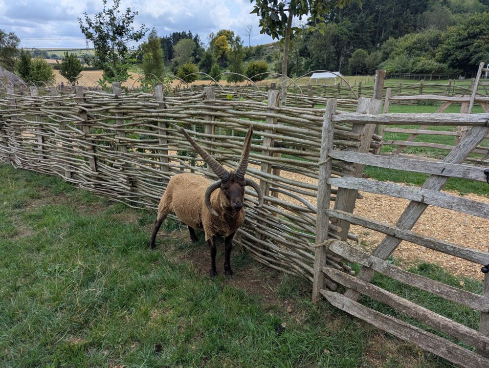 A mighty four horned goat
