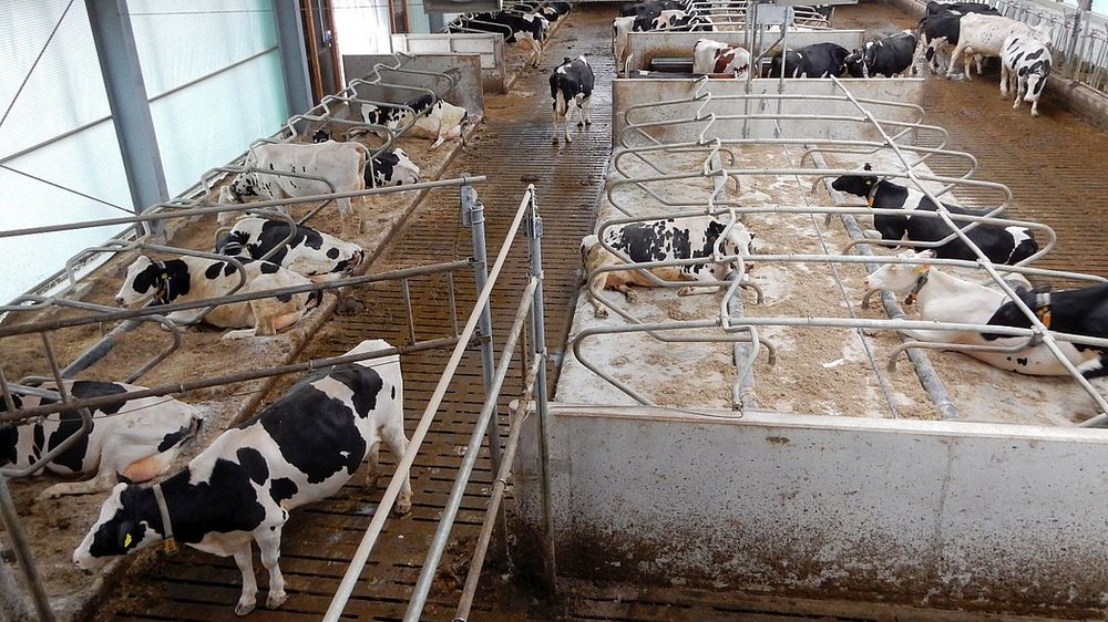 Milchkühe in einem Stall, eingeteilt in kleine, durch Gitter getrennte Räume.