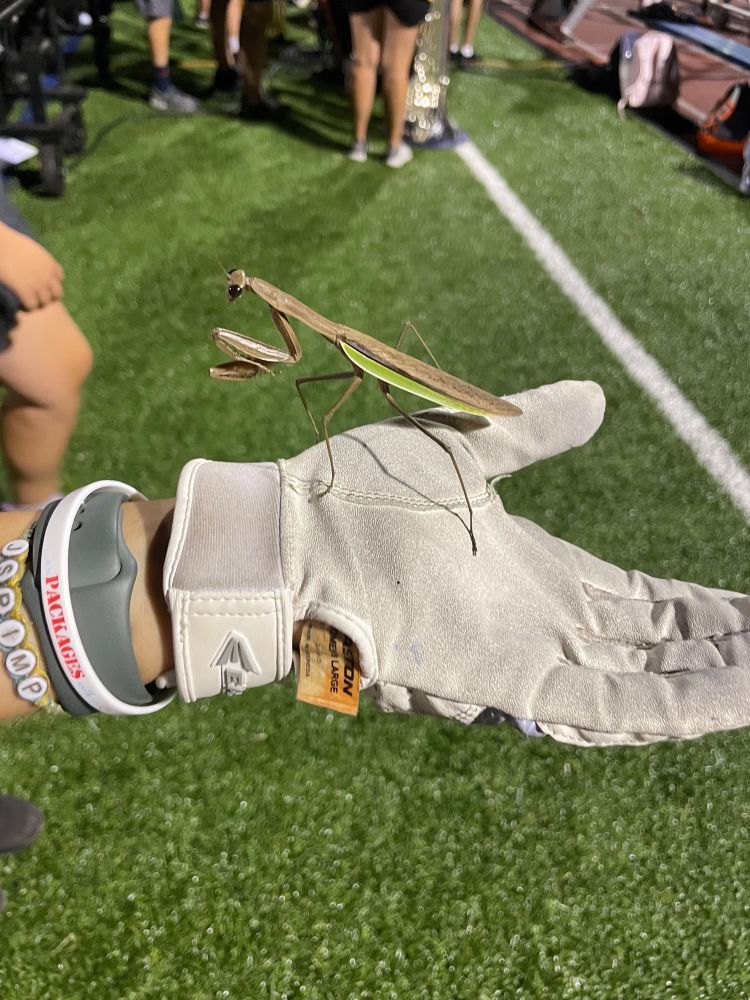 One of the mellophone players caught a praying mantis?