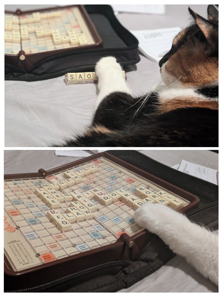 Maeve, a calico cat, has a white paw overtop of a set of Scrabble letters.

Maeve has her paw over the Scrabble board.