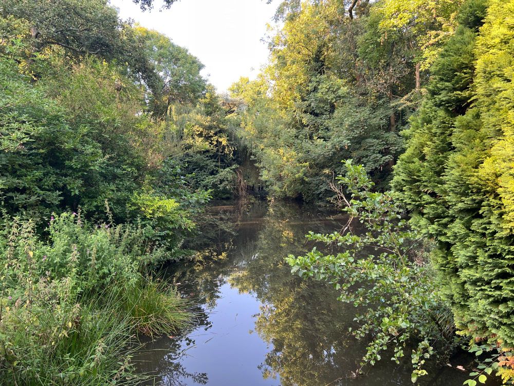 Another view of the pond and the trees surrounding it