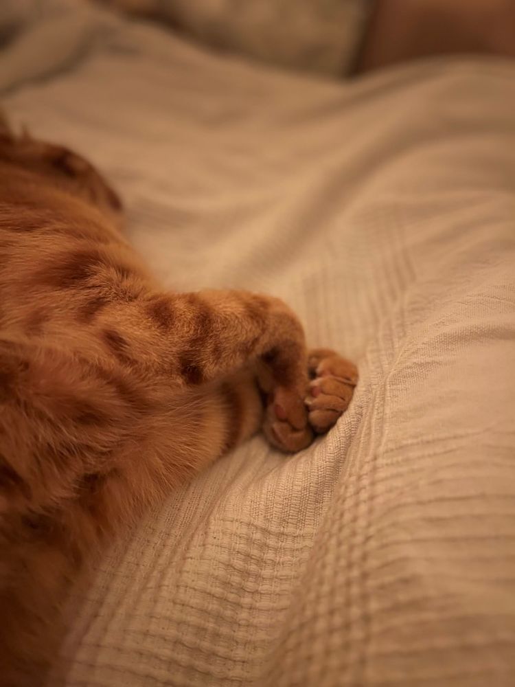 A ginger cat laying on the bed with his paws folded onto each other.