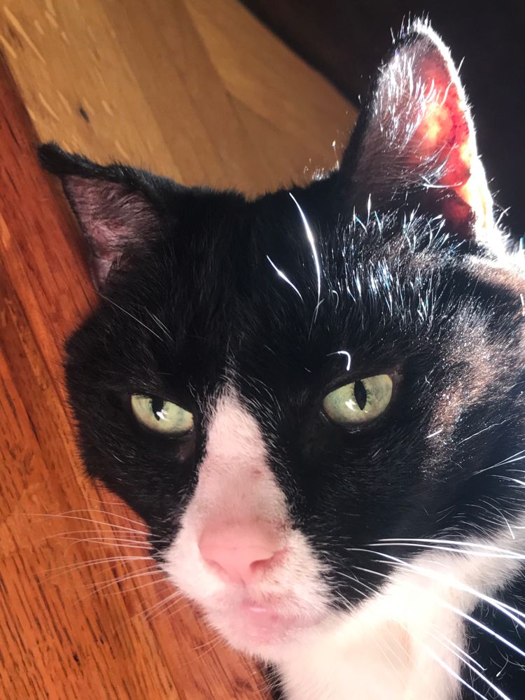 Tikka, my beloved 17  year old tuxedo cat, staring with evident hostility at the camera. His magnificent pink nose, framed in a shock of white fur , dominated the center of the photograph.