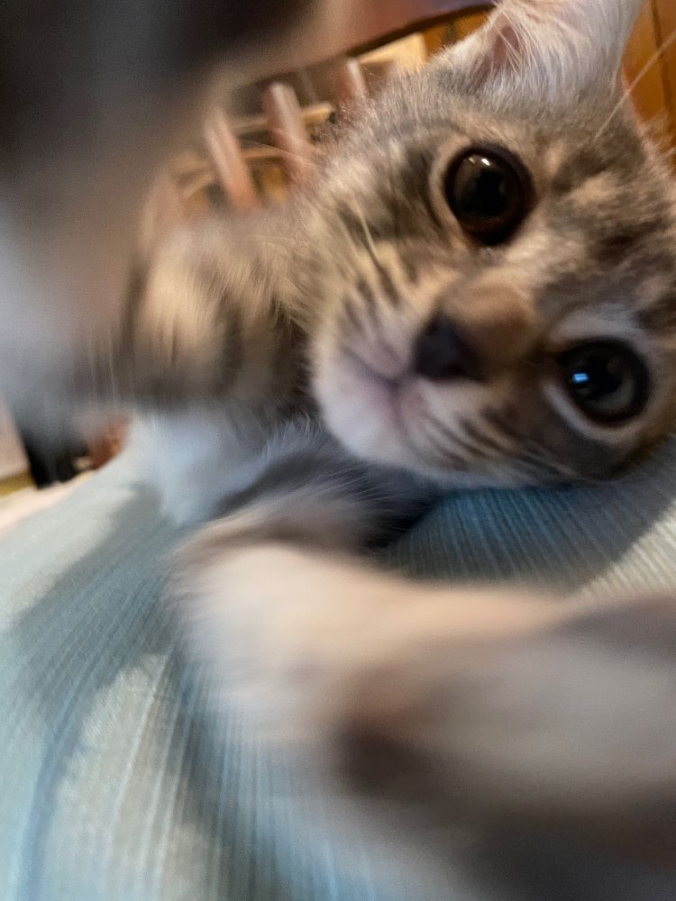 The new kitten, who has yet to tell us his name reaching for the camera with, and I swear this is true, a grin on his little face. He's a tiny grey tiger and it is already clear he has all the personality.