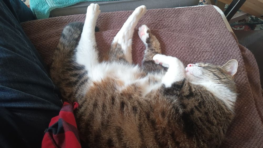 Blue the large brown and white cat, asleep with back legs fully extended. 