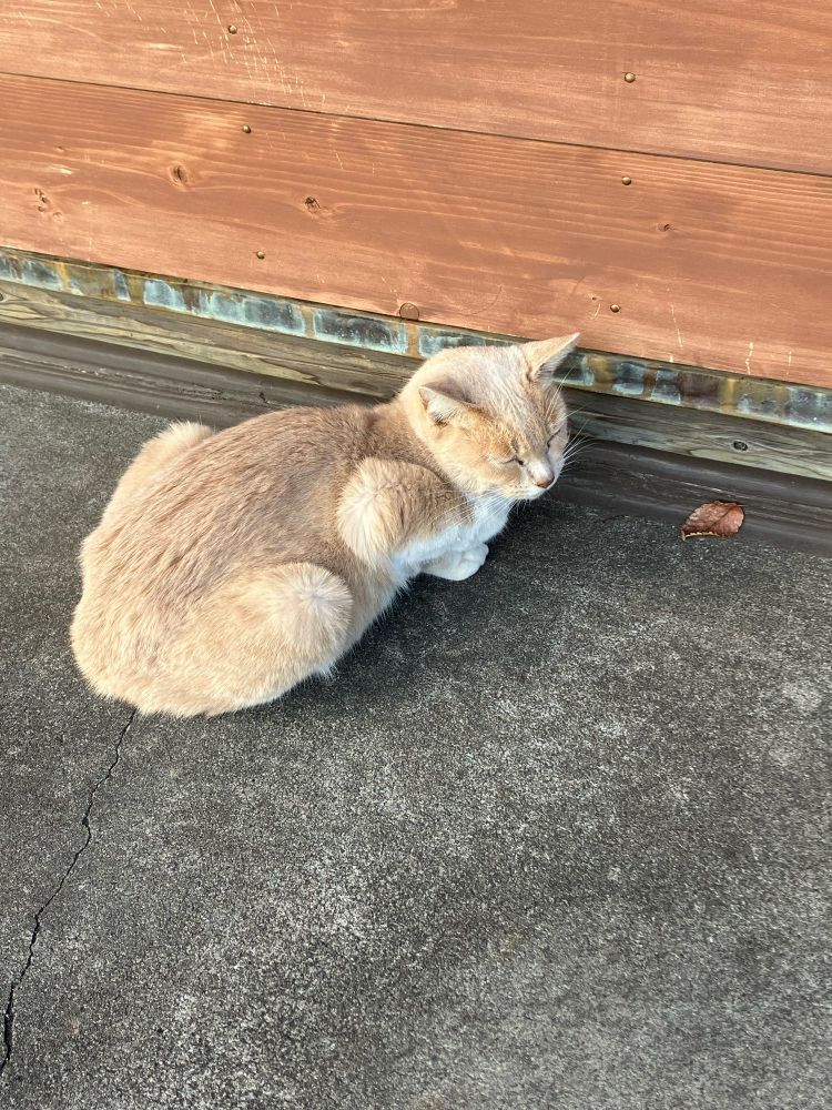 猫がいます。かわいいね