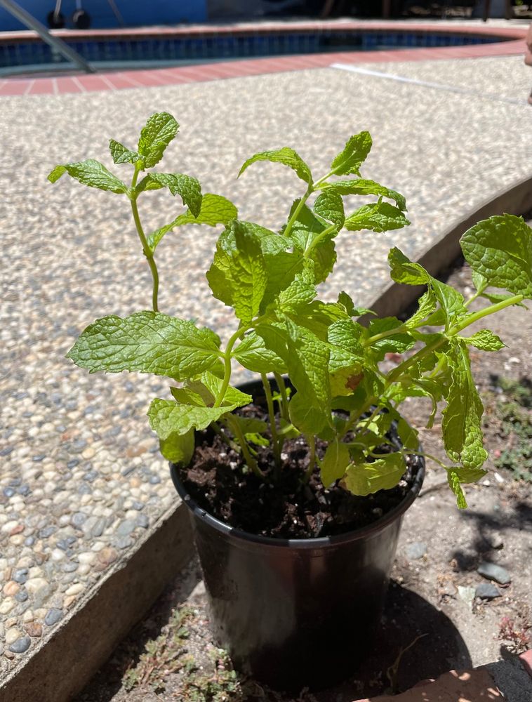 a plastic pot containing potting soil and a mint plant. Can you smell it?