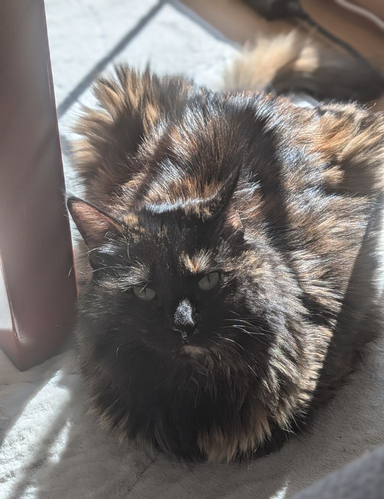 A black-and-tan tortoiseshell cat sits in a loaf position on a soft, white surface. Sunlight enshrouds her body. 