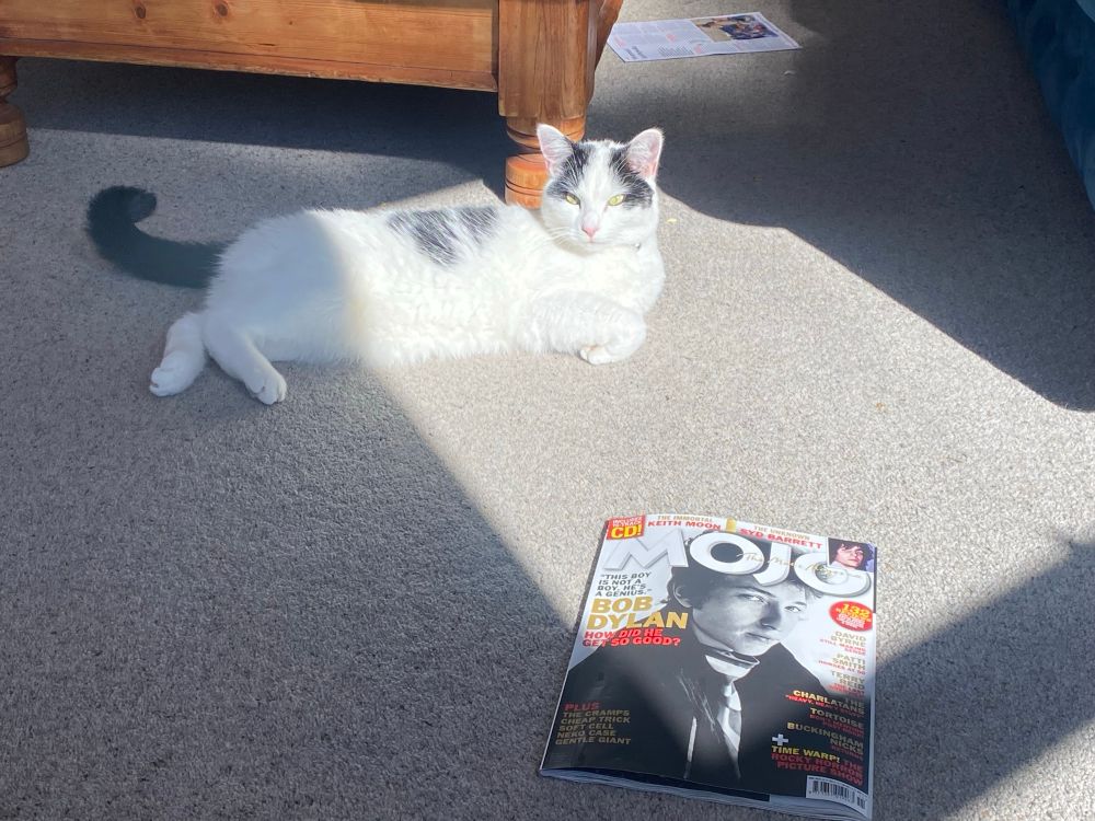 Black and white cat and a copy of Mojo