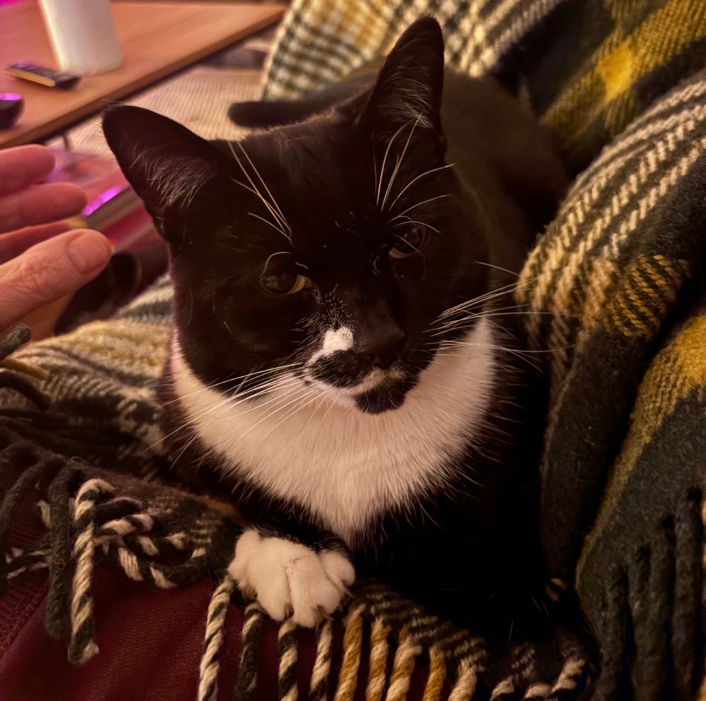A gorgeous, serenely dismissive looking tuxedo cat is lounging on a green tartan blanket in the crook of an arm on a sofa. It's a closeup picture and the cat is gazing off to one side