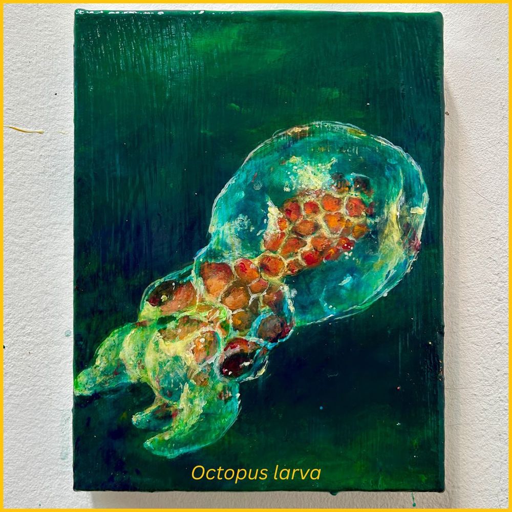 The third painting depicts a translucent larval octopus.