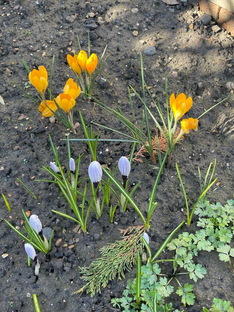 Muddy patch of ground with purple and yellow crocuses brightening everything up. 