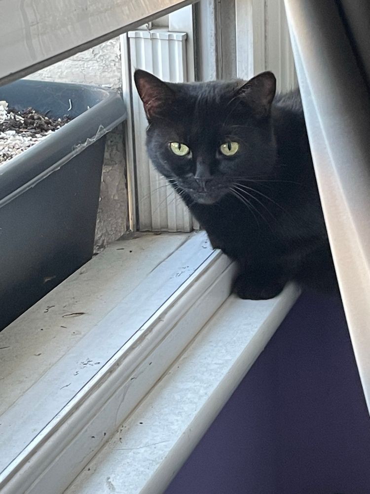 Sammie sitting on the window ledge looking back at me taking her picture. 