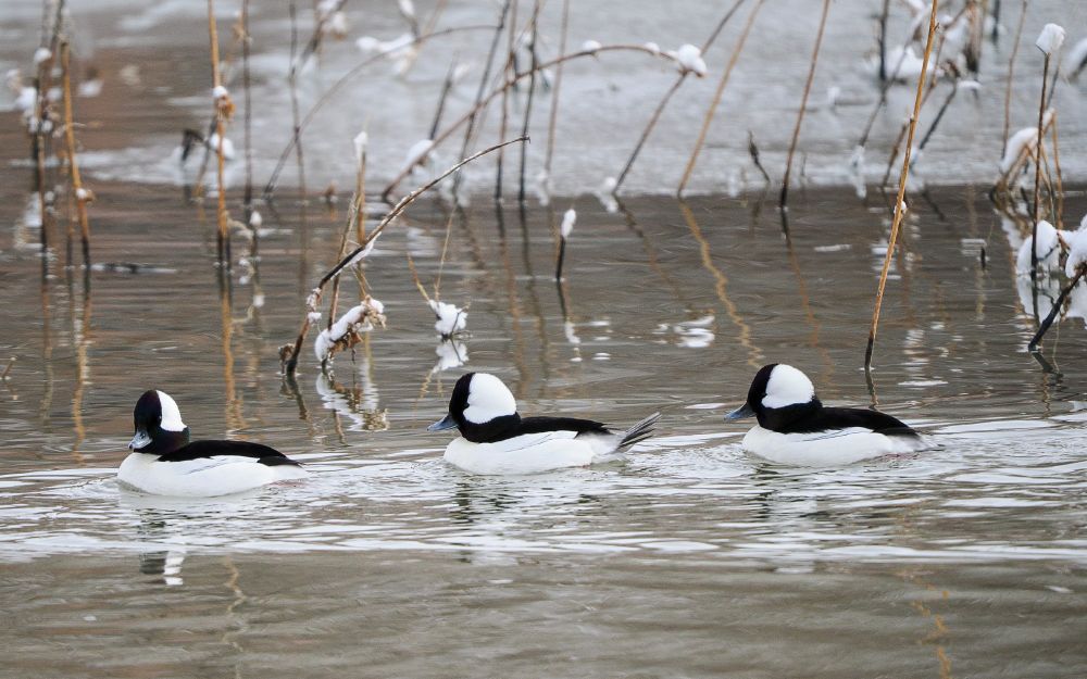 #Buffleheads. Don't see them often.