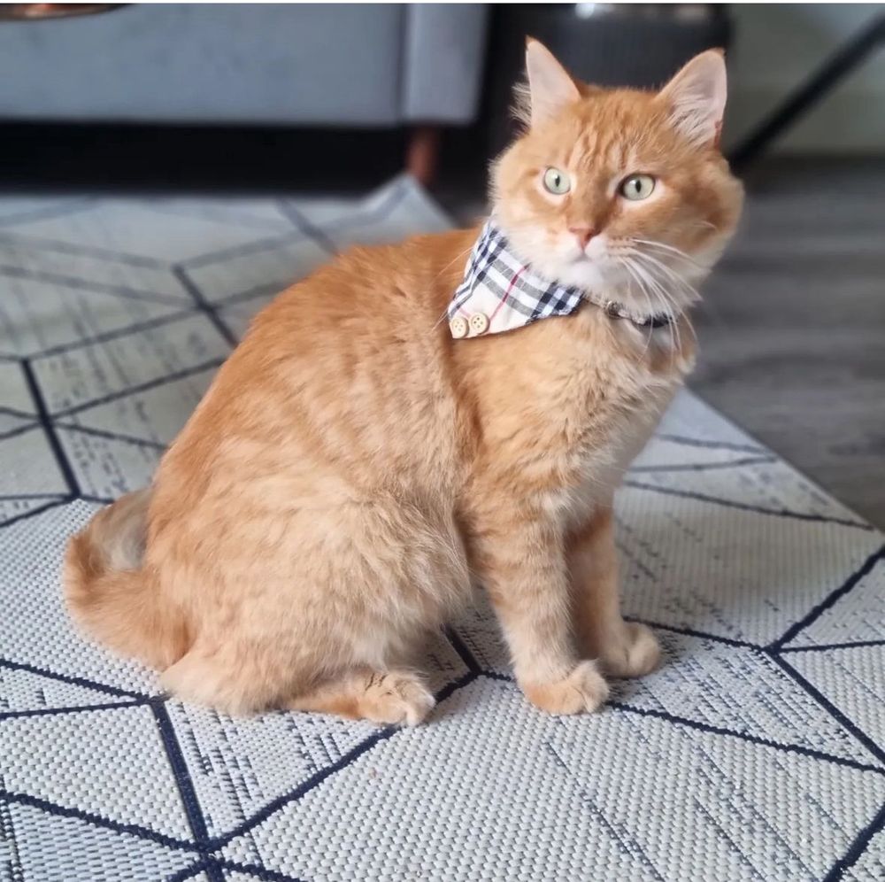 Cat wearing a Burberry scarf.