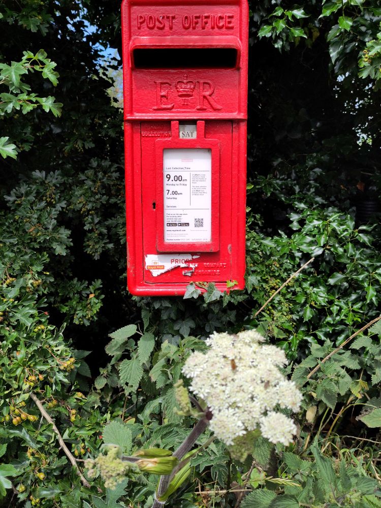 ER post box in a hedge with a big white cow parsley flower in the foreground with an insect sat on it