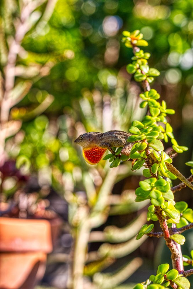 Macro shot of a lizard extending its dewlaps to attract a mate in my former backyard. 