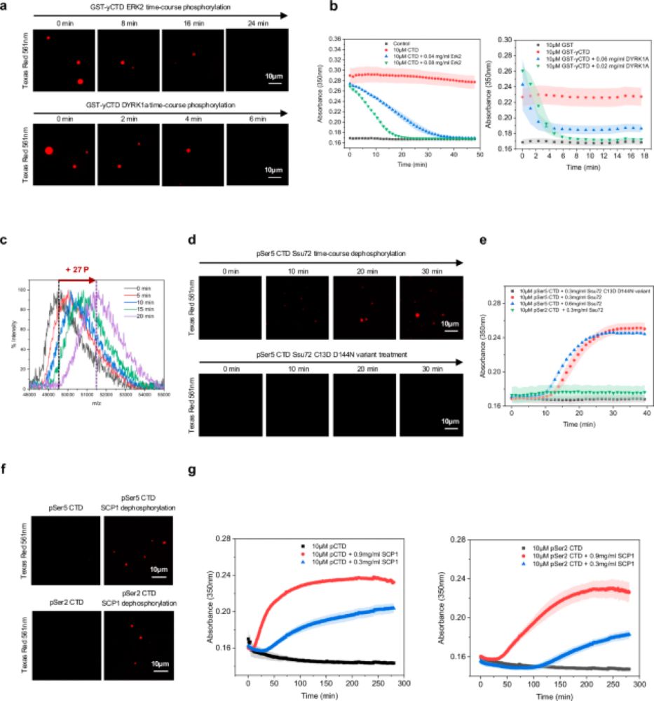 Variation of C-terminal domain governs RNA polymerase II genomic locations and alternative splicing in eukaryotic transcription - Nature Communications