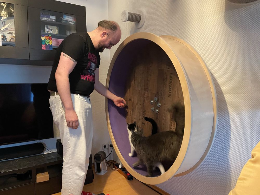 A man encourages a small black and white and a larger grey cat to run in a big wheel. No-one was harmed.