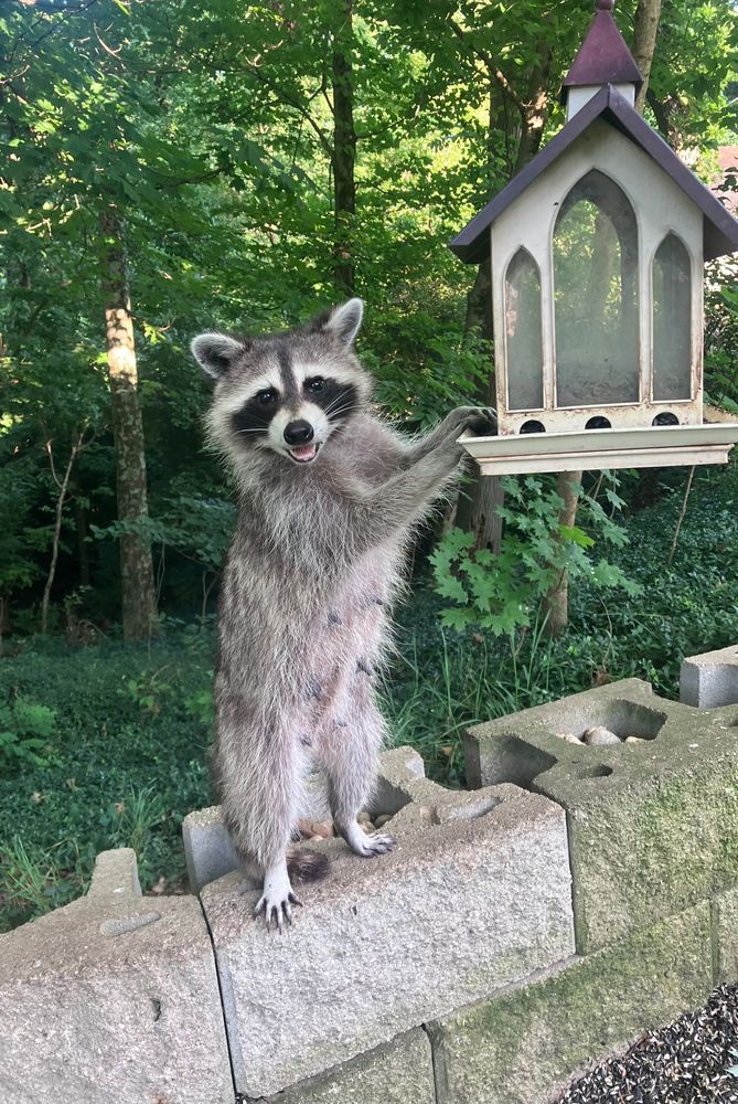 A raccoon standing on a wall, eating from a bird feeder