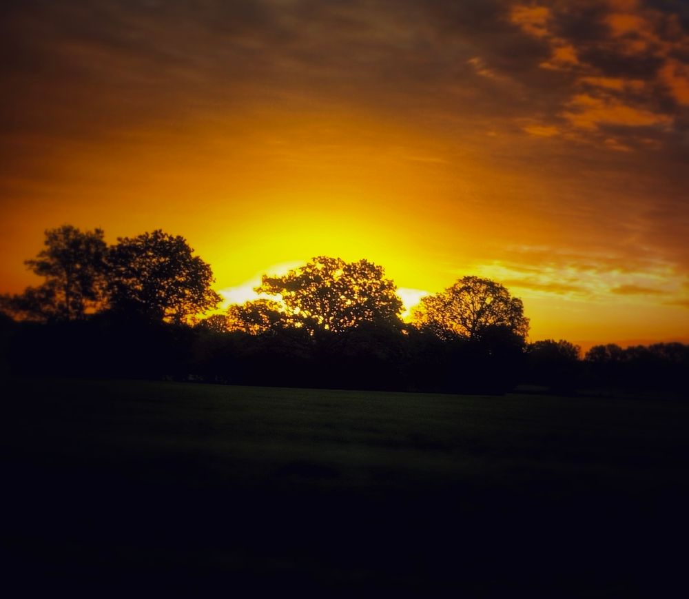 gelb/gold gefärbter Himmel über dunklen Baumsilhouetten 