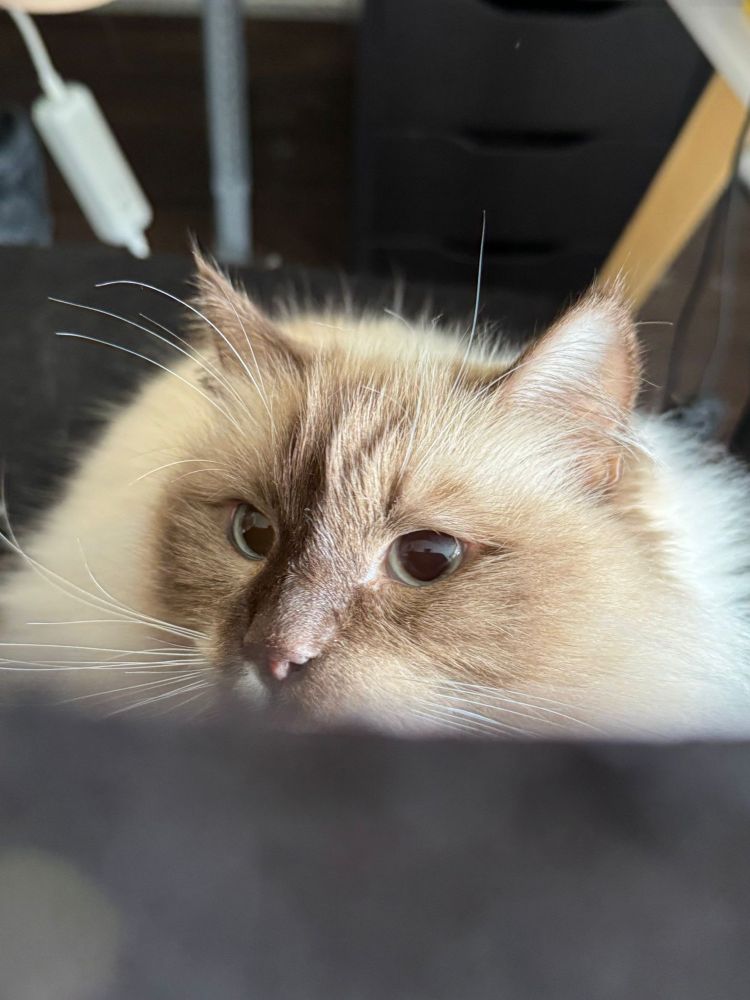 Ragdoll cat with big blue eyes looking over a ledge of the chair