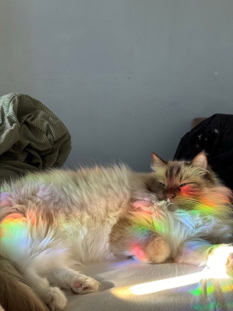 Ragdoll cat laying on bed with rainbow light falling on her from a lightcatcher on the window 