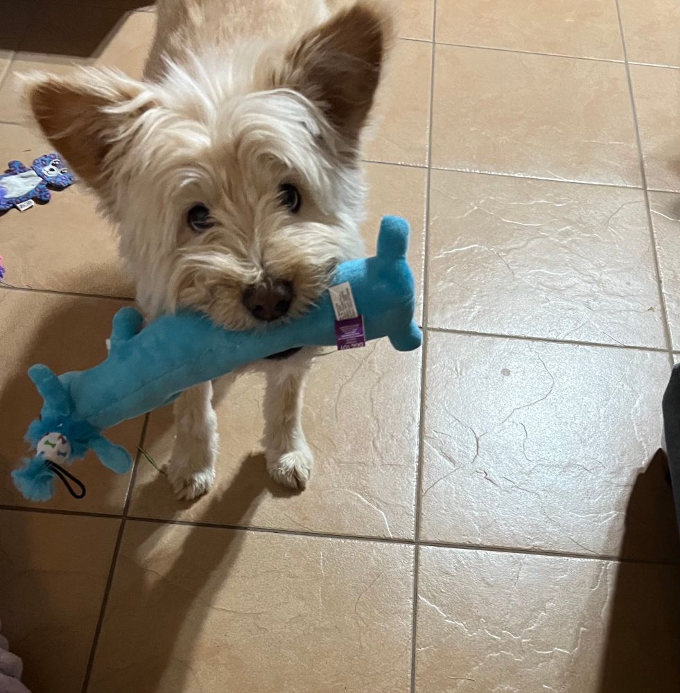 White dog holding a birthday stuffed toy. 