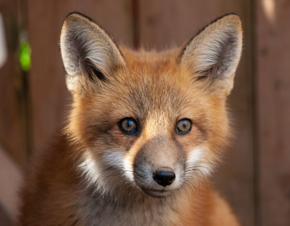 Closeup on the face of a young fox at the Cobequid Wildlife Rehabilitation Centre (www.cwrc.net)