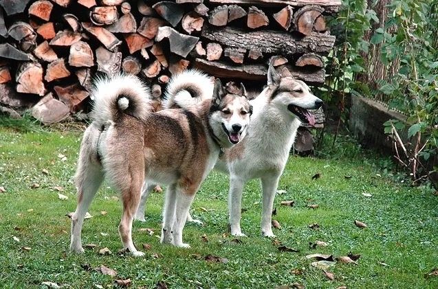 a photo of two laika dogs