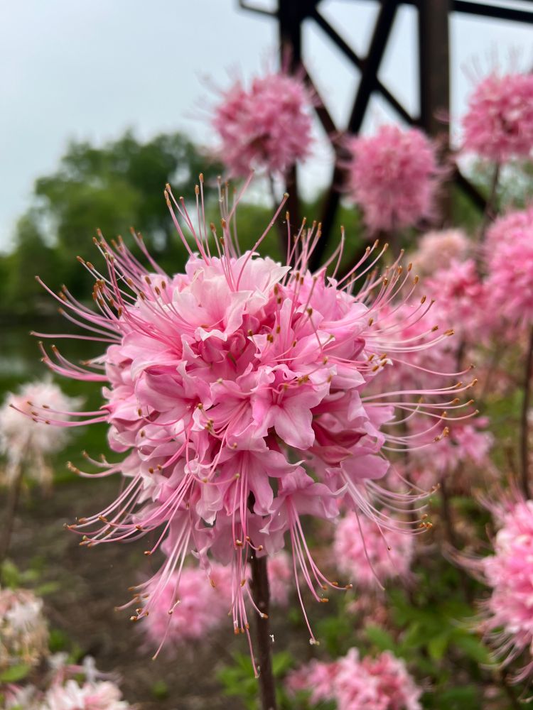 This is a beautiful close-up photo of a pink flower cluster, likely an azalea or rhododendron — more specifically, it looks like a type of deciduous azalea. The flower has soft pink petals and long, thin stamens that extend outward, tipped with small orange-brown anthers. The background is filled with more of the same pink blooms, creating a dreamy, almost fluffy effect. Behind the flowers, you can see a blurred wooden structure and some leafy green trees, giving the scene a natural and serene garden vibe. The focus on the foreground bloom makes the details pop against the softer background.