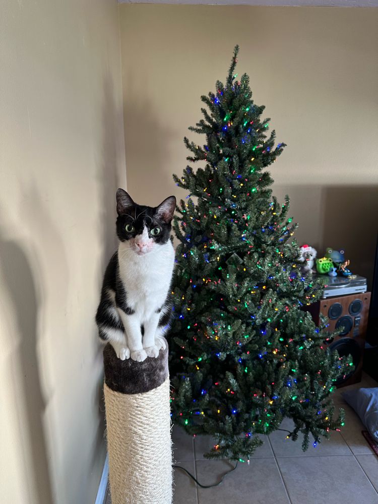 tuxedo cat on top of a scratching post in front of a christmas tree 
