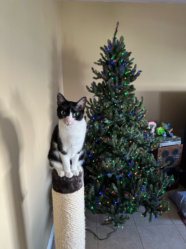 tuxedo cat on top of a scratching post in front of a christmas tree 