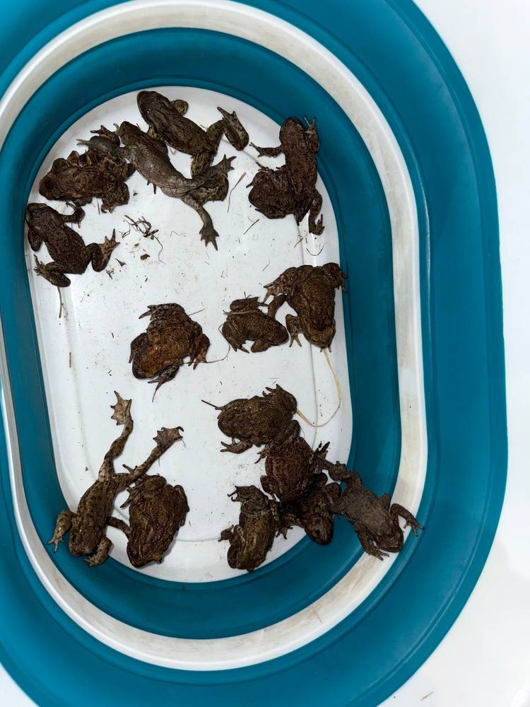 Photo of the bucket full of toads
