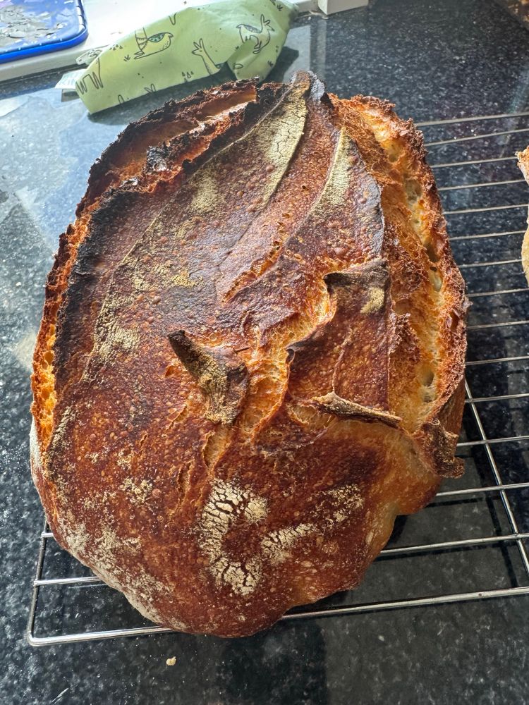 a sourdough loaf sitting on a cooling rack fresh from the oven. It is a darker brown color with a good amount of oven spring (meaning expansion of the loaf in the oven)