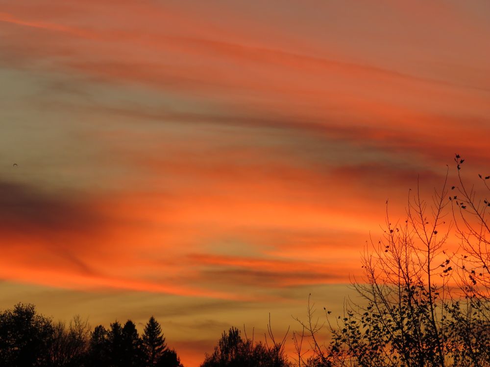 Pink orange clouds at sunset over a silhouetted treed landscape 